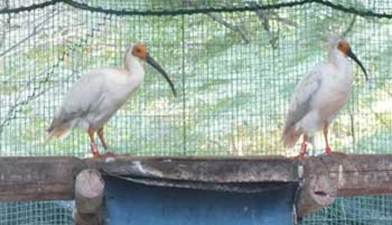 多摩動物園生まれのトキ4羽が佐渡へ移動