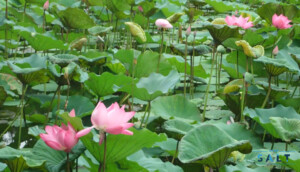 台北植物園でハスの花が見頃　台湾