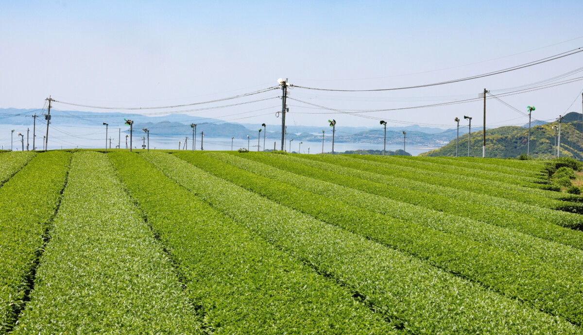 茶農家のための除草機を開発　日本食ブーム・健康志向の高まり受け