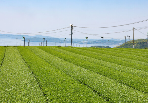 茶農家のための除草機を開発　日本食ブーム・健康志向の高まり受け