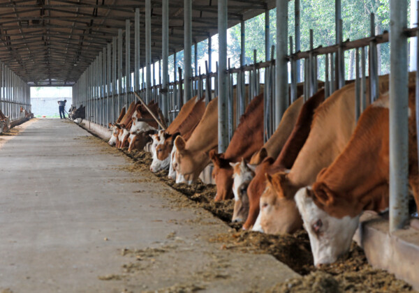 「培養肉」に関する意識の国際調査を実施、東大・弘前大