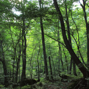 白神山地の植物由来の乳酸菌を特許登録し商品化　弘前大学