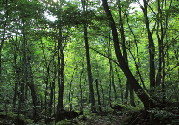 白神山地の植物由来の乳酸菌を特許登録し商品化　弘前大学