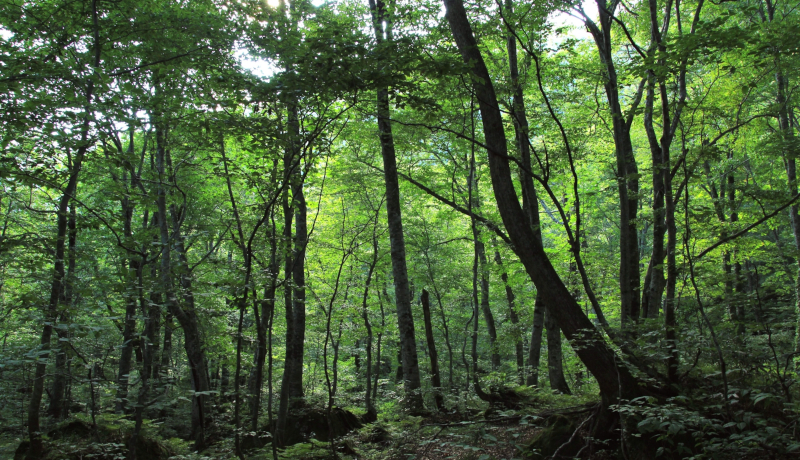 白神山地の植物由来の乳酸菌を特許登録し商品化　弘前大学