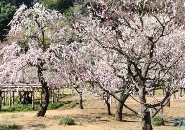 湯島天神と小石川後楽園の梅まつり