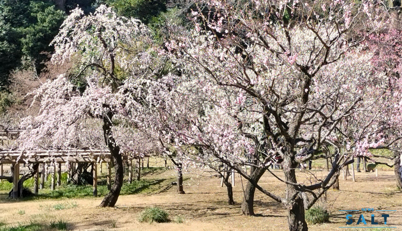 湯島天神と小石川後楽園の梅まつり